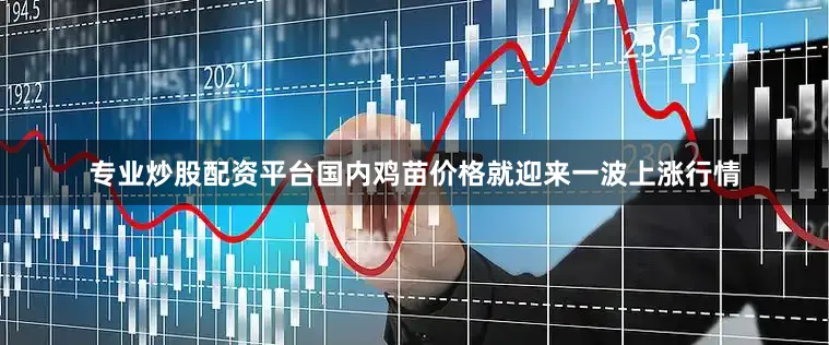 专业炒股配资平台国内鸡苗价格就迎来一波上涨行情